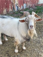 Nigerian Billy Goat