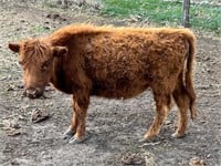 Betty Lou is 2 yr old heifer, 32” tall.