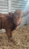 Buster is a 1 week old Highlander Bull