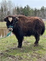 9 month old Male yak that’s friendly