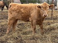 12 week old highlander x angus heifer calf