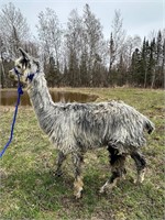 4 year old alpaca super friendly, gelding