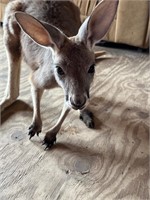 11 month old male kangaroo super friendly
