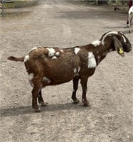 5 yr old Boer goat Nanny