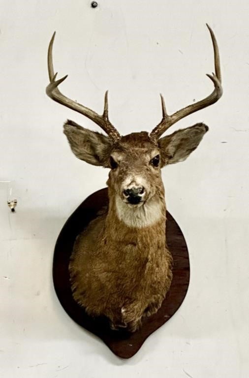 Deer Head w/Antlers