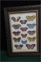 Framed Picture of Variety of Butterflies