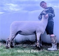 Poynter 23-16 M470897 Shropshire Yearling Ewe