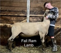 Poynter Shropshire Fall Ram Lamb Lamb