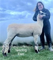Poynter 23-17 AI M470887 Shropshire Yearling Ewe