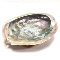 Abalone Sea Shell Unpolished