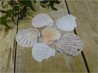 SEA SHELLS