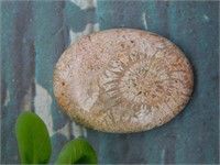 FOSSILIZED CORAL CABOCHON ROCK STONE LAPIDARY SPEC