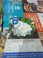 Blushing bride real plant