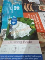 Blushing bride real plant
