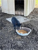 Intact Male potbelly/kunekune piglet