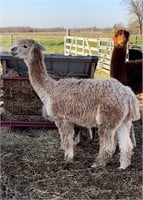 Karen is a Suri Alpaca female