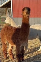 Patricia is a 6 years old Medium brown Suri alpaca