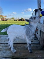 Myotonic Boyle baby Goat sells on application