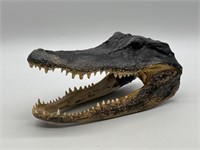 Taxidermy Alligator Head w/ Open Mouth & Teeth