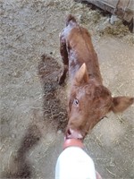 Red angus bottle calf, full size angus, 2 weeks