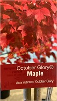 5 gallon October Glory Maple