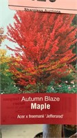 7 gallon Autumn Blaze Maple