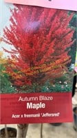 5 gallon Autumn Blaze Maple
