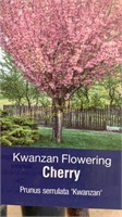 5 gallon Kwanzan Flowering Cherry