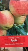 5 gallon Honey Crisp Apple