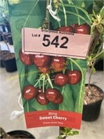5 gallon Bing Cherry (Sweet)