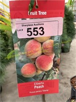 5 gallon Elberta Peach