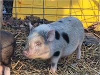 Female #1 pure Juliana mini pig