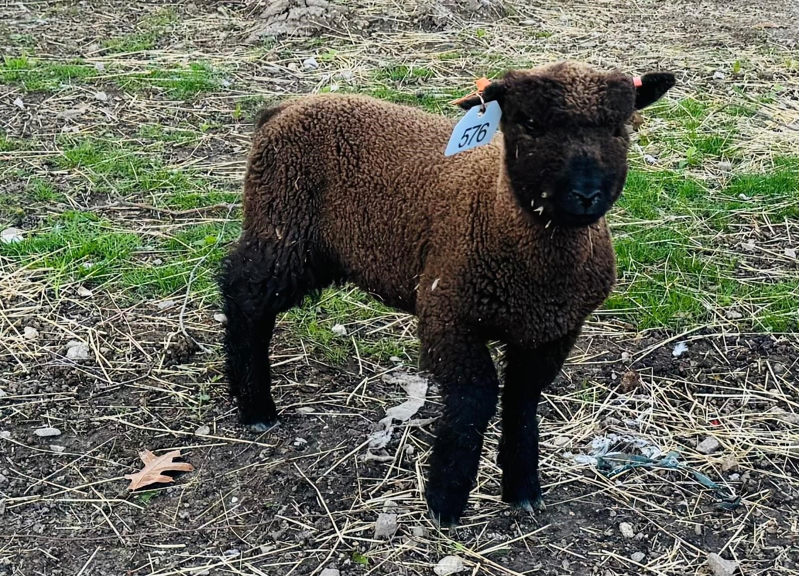 Baby doll Ram Lamb