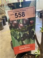 5 gallon Black Tartarian Cherry (Sweet)