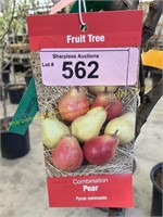5 gallon Combination Pear