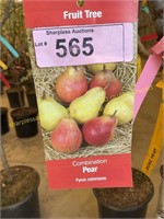 5 gallon Combination Pear