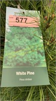 7 gallon White Pine