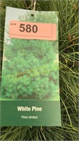 7 gallon White Pine