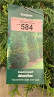 3 gallon Giant Green Arborvitae