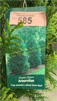 3 gallon Green Giant Arborvitae