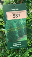 7 gallon Green Giant Arborvitae