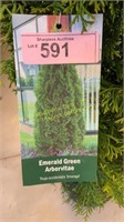 3 gallon Emerald Green Arborvitae