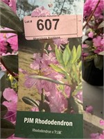 3 gallon P.J.M. Rhododendron