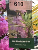 3 gallon P.J.M. Rhododendron