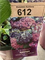 3 gallon L.A. Dreamin' Hydrangea