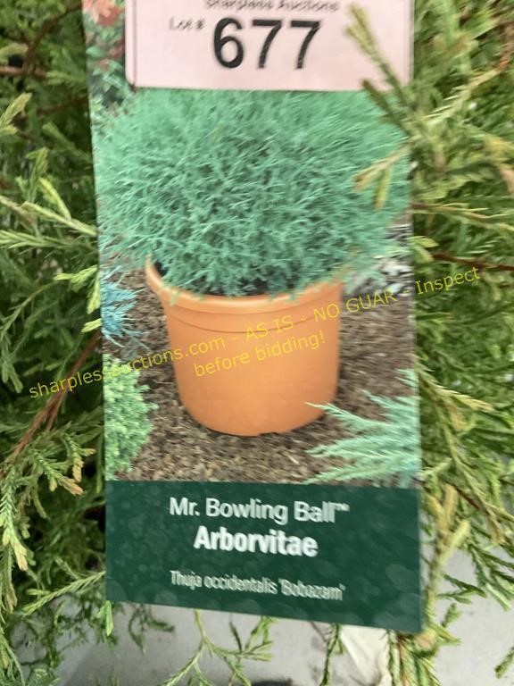 3 gallon Mr. Bowling Ball Arbovitae