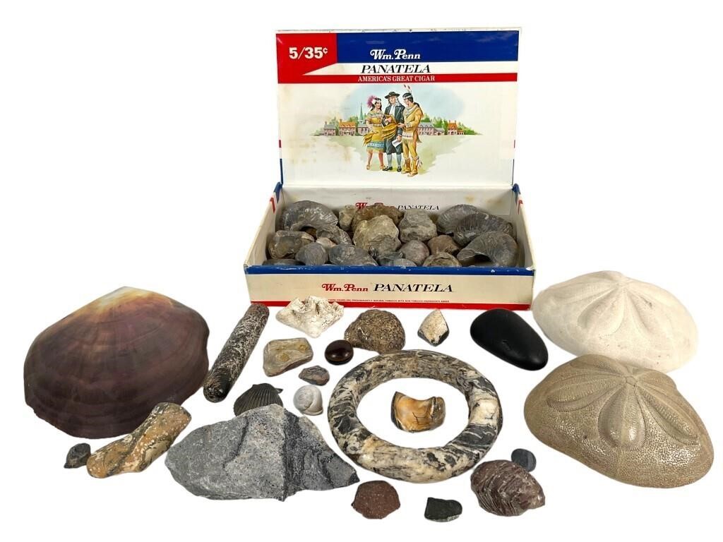 Fossils, Sea Biscuits, Stone Bracelet & More