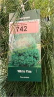 3 gallon White Pine