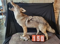 FULL COYOTE QUALITY TAXIDERMY MOUNT ON PLATFORM
