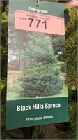 3 gallon Black Hills Spruce